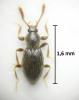 Stenichnus collaris